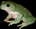 Frog GIF