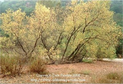 California Willows